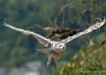 harfang-g92_6196