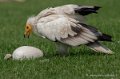 percnoptere-g92_6142