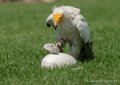 percnoptere-g92_6144