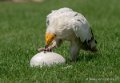 percnoptere-g92_6145