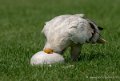 percnoptere-g92_6147