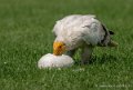 percnoptere-g92_6148
