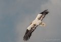 percnoptere-g92_6168