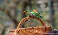 perruches-g92_6238