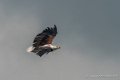 pygargue-g92_6109