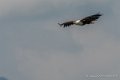 pygargue-g92_6113
