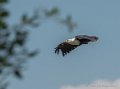 pygargue-g92_6114