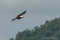 pygargue-g92_6116