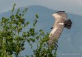 vautour-g92_6208