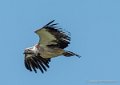 vautour-g92_6215