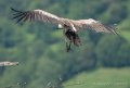 vautour-g92_6216