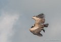 vautour-g92_6224