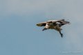 vautour-g92_6226