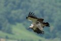 vautour-g92_6227