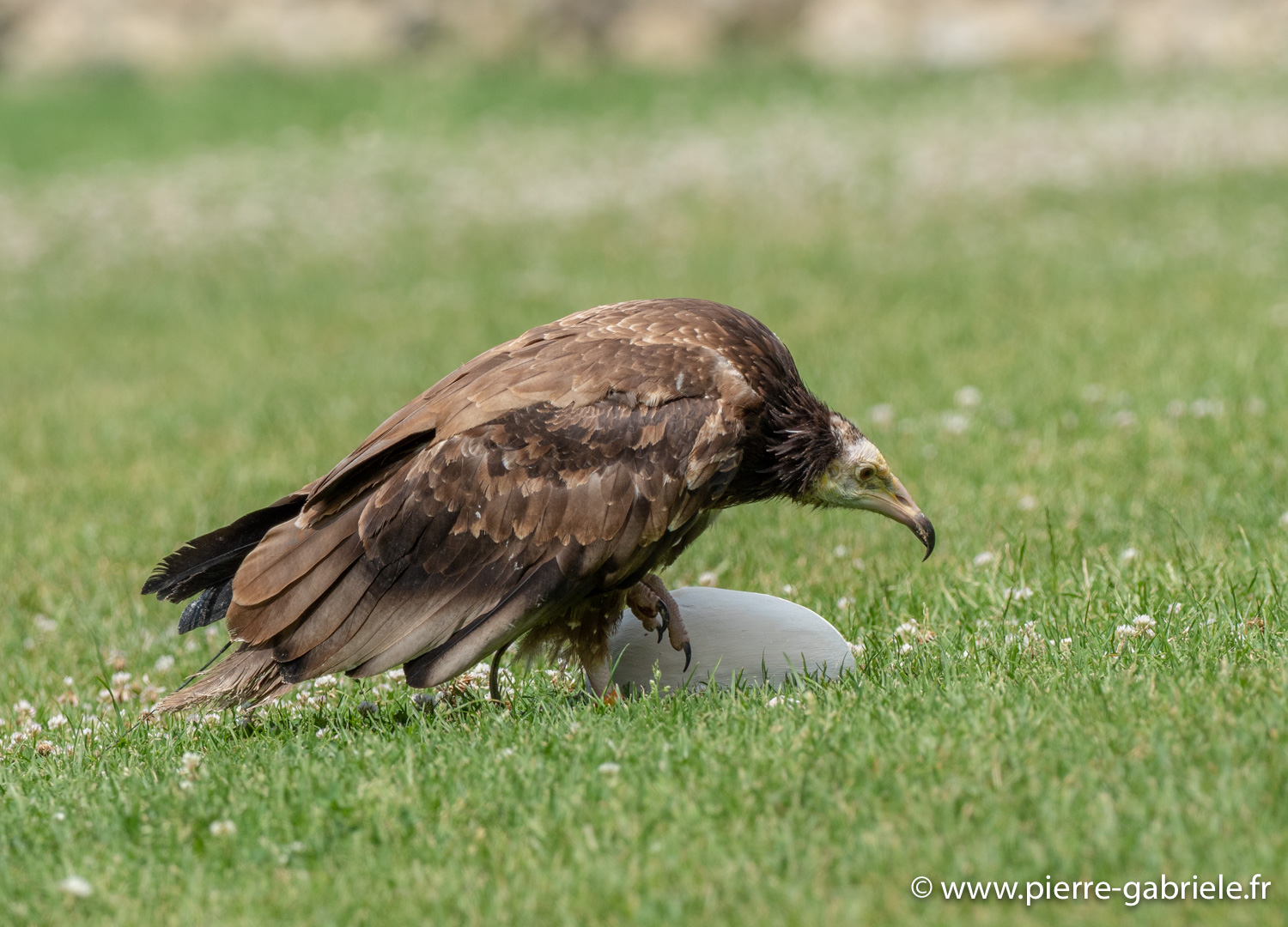percnoptere-g92_5178.jpg