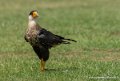 caracara-g92_5199