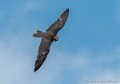faucon-g92_5167