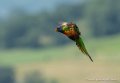loriquet-g92_5265