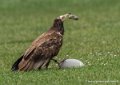 percnoptere-g92_5172