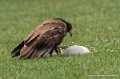 percnoptere-g92_5173