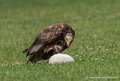 percnoptere-g92_5174