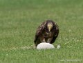 percnoptere-g92_5175