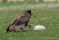 percnoptere-g92_5176