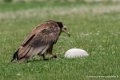 percnoptere-g92_5177