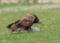 percnoptere-g92_5178