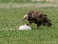 percnoptere-g92_5179