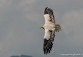 percnoptere-g92_5186