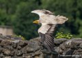 percnoptere-g92_5188