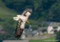 percnoptere-g92_5191
