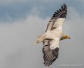 percnoptere-g92_5193