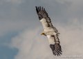 percnoptere-g92_5194