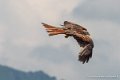 percnoptere-g92_5196