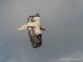 percnoptere-g92_5197