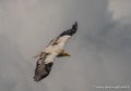 percnoptere-g92_5198