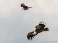 vautour-g92_5242