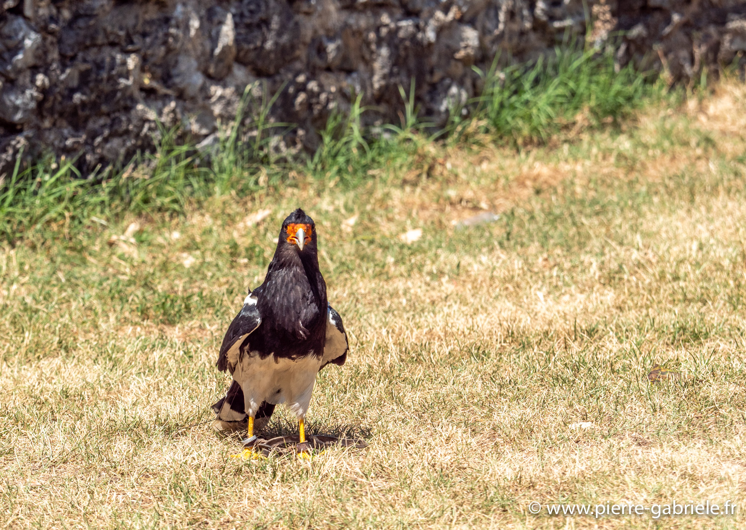 caracara-g91_6527.jpg