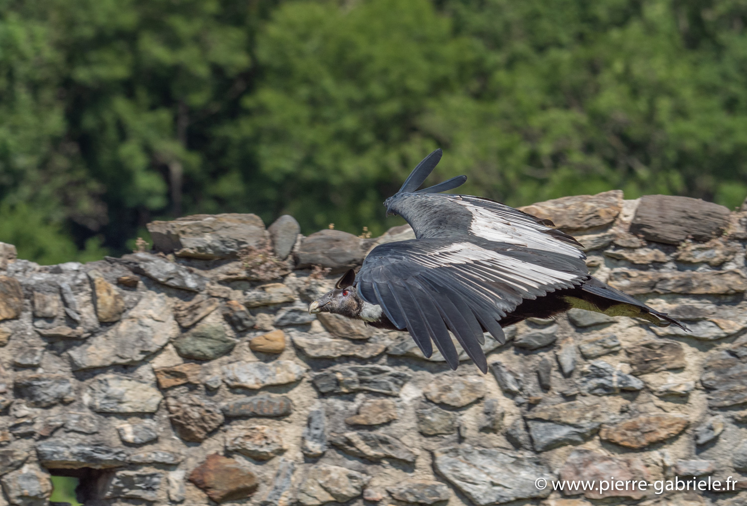 condor-g91_6589.jpg