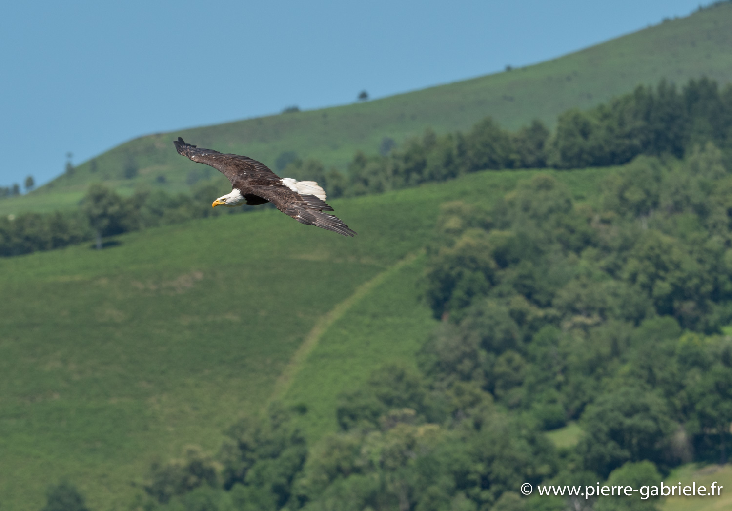 pygargue-g91_6487.jpg
