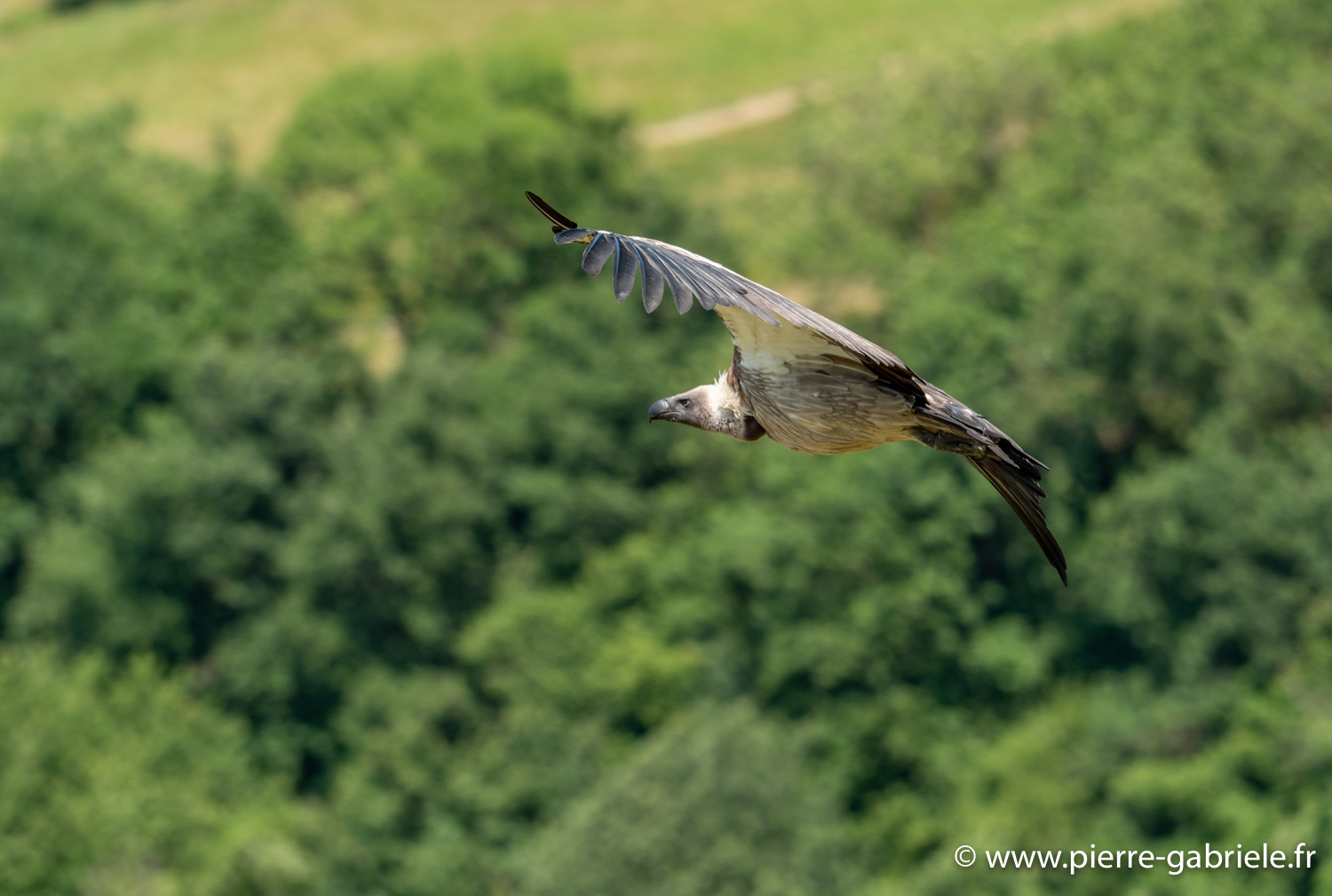 vautour-g91_6572.jpg