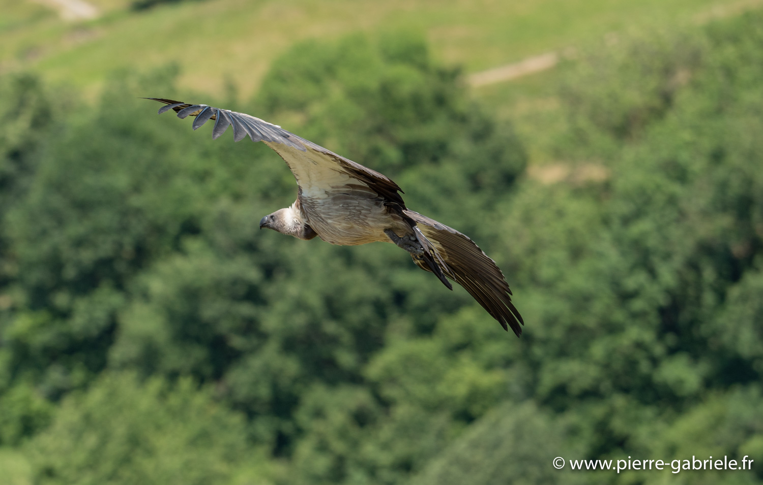vautour-g91_6573.jpg