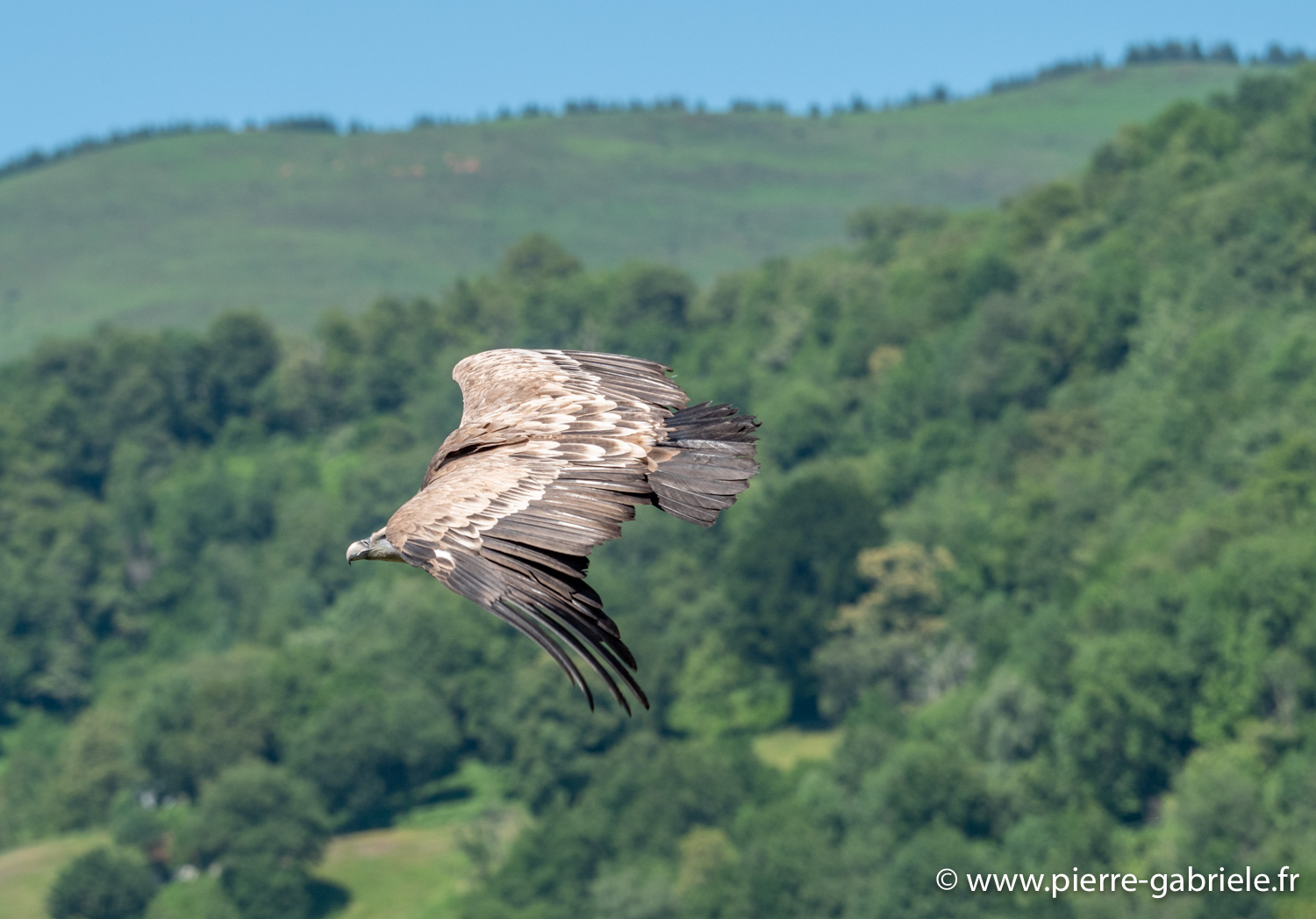 vautour-g91_6600.jpg