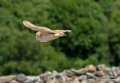 effraie-g91_6540