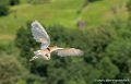 effraie-g91_6541