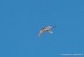 faucon-g91_6504