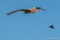milan-royal-g91_6511