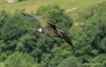 vautour-g91_6573